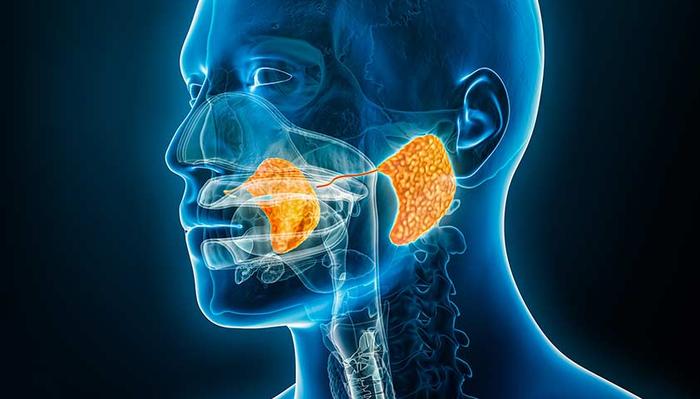 Околоушные железы